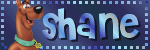 shane.gif